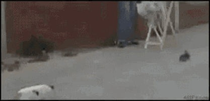 a person is standing next to a dog and a rabbit .