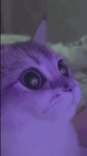 Cat Eyes GIF - Cat Eyes Crypto GIFs