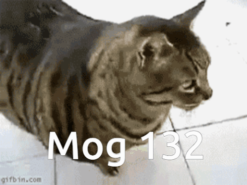 Mog 132 Mogcat GIF - Mog 132 Mogcat Mog GIFs