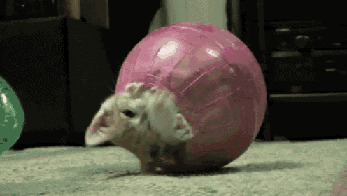 Rolling Along GIF - Cats Kitten Hamster Ball GIFs