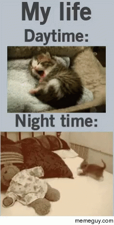 Kitten Nocturnal GIF - Kitten Nocturnal GIFs