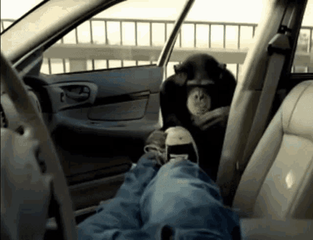 Monkey Car GIF - Monkey Car Attack GIFs