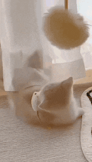 a cat is playing with a toy on a table .