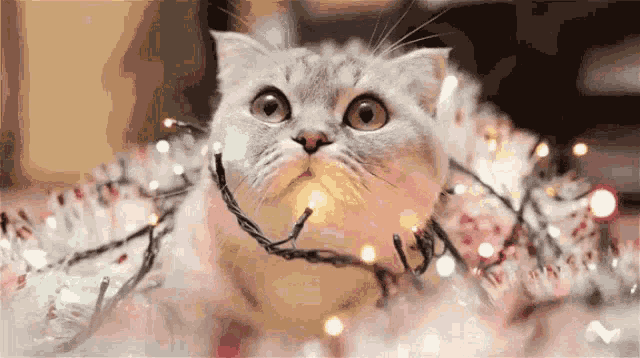 Cute Cat Christmas GIF - Cute Cat Christmas Cat Abd Christmas Lights GIFs