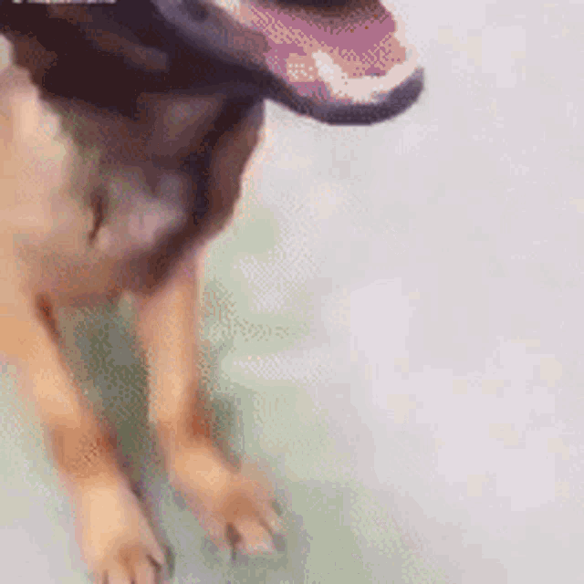 Tusareve Dog GIF - Tusareve Dog Smelly GIFs
