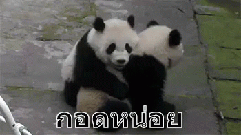 แพนด้า อยากกอด กอดหน่อย ขอกอด กอด GIF - Panda Want To Hug Need A Hug GIFs