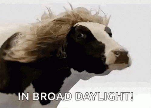 Good Hair Day Cow GIF - Good Hair Day Cow Hair GIFs
