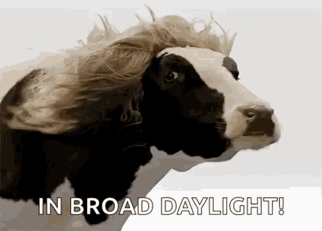 a black and white cow wearing a wig with the words `` in broad daylight '' written below it .