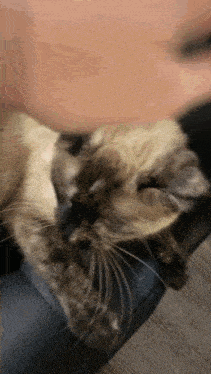 a close up of a cat laying on a black couch