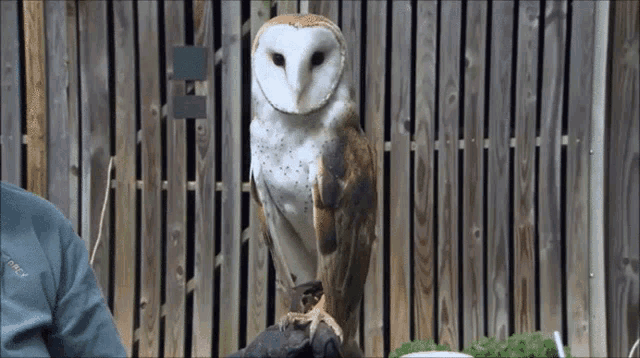 a barn owl sitting on a person 's arm looking at the camera