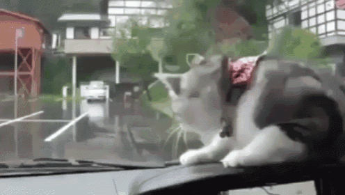 The Cat Has A New Enemy... GIF - Cat Car Enemy GIFs