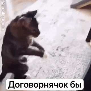 a black cat is standing on its hind legs on a rug .