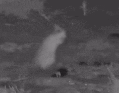 a black and white photo of a rabbit standing on top of a grass covered field .