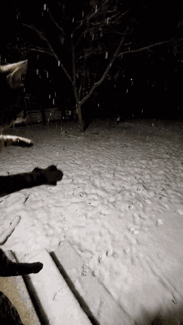 a cat playing in the snow at night with a tree in the background