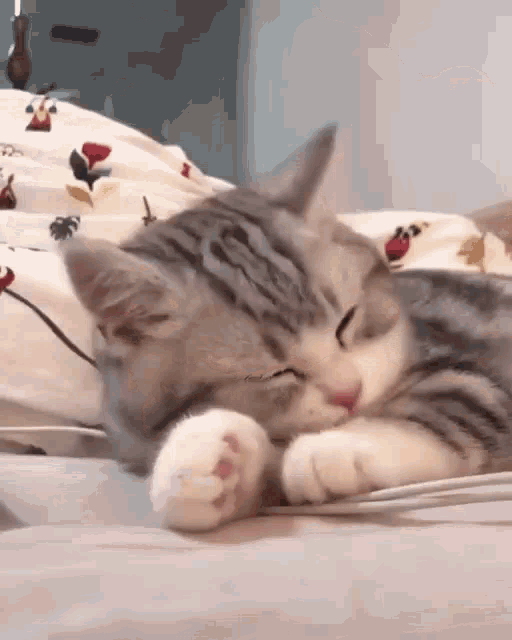 Cat Sleep GIF - Cat Sleep Lick GIFs
