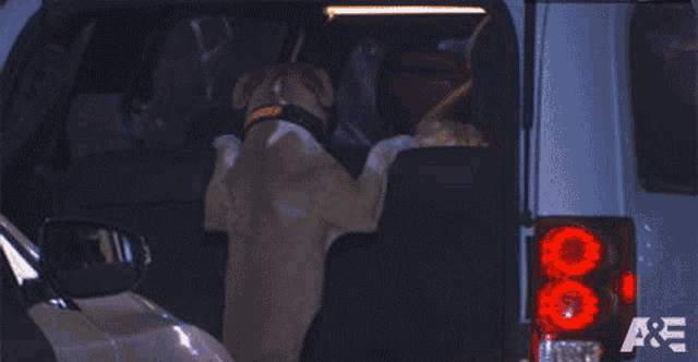 Search Dog In The Trunk GIF - Search Dog In The Trunk Checking GIFs