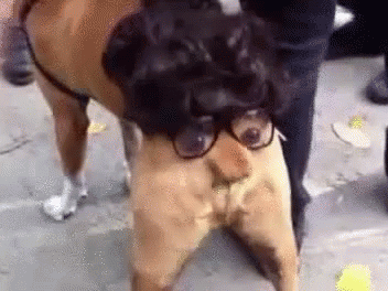 Butt Face GIF - Ugly Dog Ugly Dog GIFs