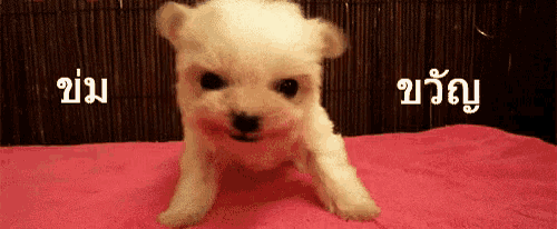 a small white puppy is sitting on a pink blanket with foreign writing on the bottom