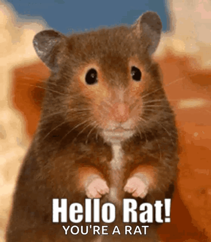 Hello Rat Rat96 GIF - Hello Rat Rat96 Råttmos GIFs