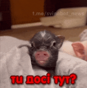 a pig laying on a blanket with the words tu doci tyt