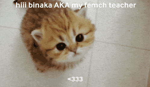 a picture of a cat with the words hiii binaka aka my femch teacher