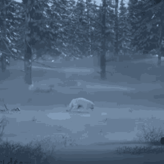 a white wolf is walking in the snow in a forest .