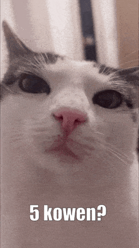 a close up of a cat 's face with the words " 5 kowen " below it