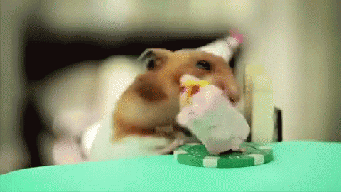 Birthday GIF - Birthday Cake Hamster GIFs