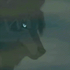 a close up of a dog 's face with a collar on .