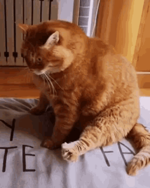 a large orange cat is sitting on a bed with its legs crossed and looking at the camera .