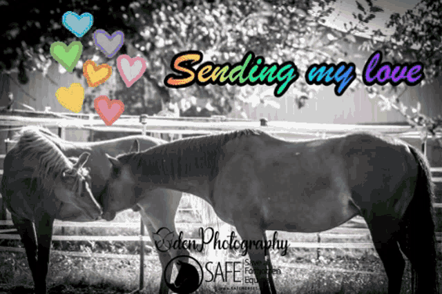 a black and white photo of two horses with the words " sending my love "
