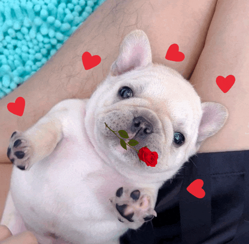 a puppy with a red rose in its mouth is surrounded by red hearts