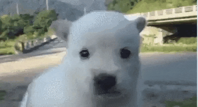 a polar bear puppy is looking at the camera while standing in the grass .