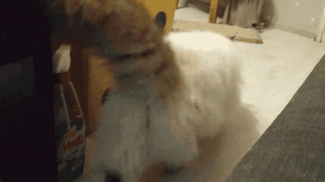 a cat is playing with a bottle of milwaukee cleaner on the floor