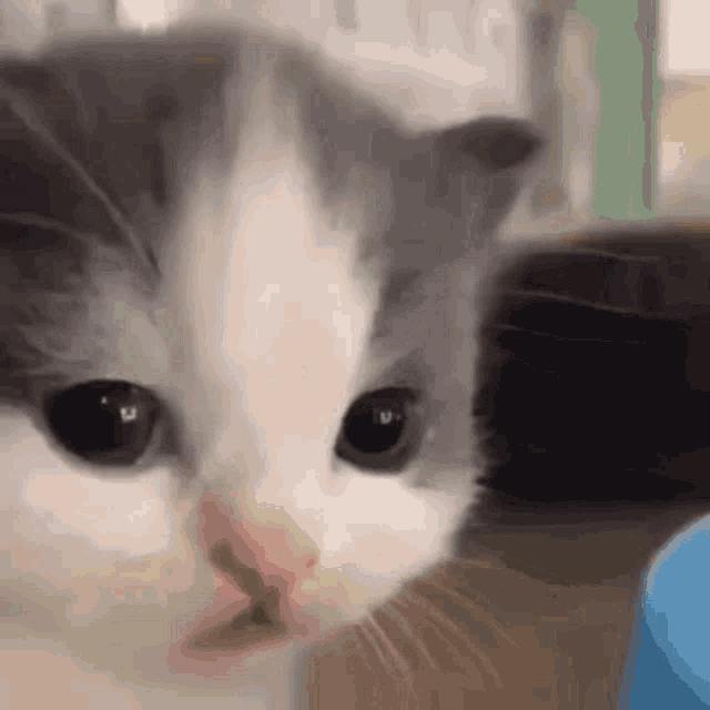 Gato Confuso GIF - Gato Confuso GIFs