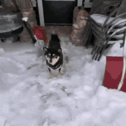 Dog Shiba GIF