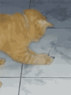 an orange cat is playing with a mouse on the floor .