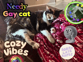 two cats laying on a blanket with the words needy gay cat cozy vibes