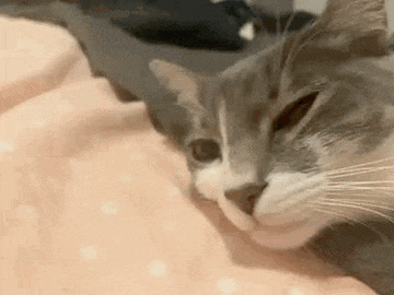 a cat is laying on a bed with its eyes closed .
