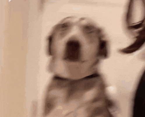 a blurry picture of a dog with its mouth open and a person standing behind it .