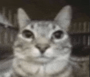 a close up of a cat 's face looking at the camera with a blurry background .