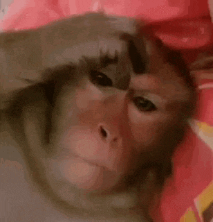 a close up of a monkey laying on a bed with a pink blanket .