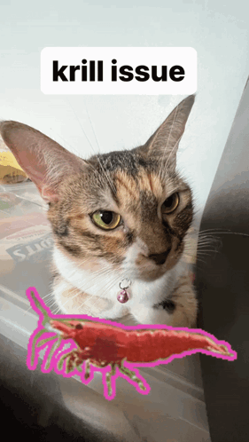 Cat Shrimp GIF - Cat Shrimp Skill Issue GIFs