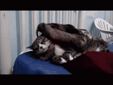 Kitty Likes Sloth Pets... Mmm Scratchy Claws Make Kitty Purr! GIF - Cats Slothes Cute GIFs