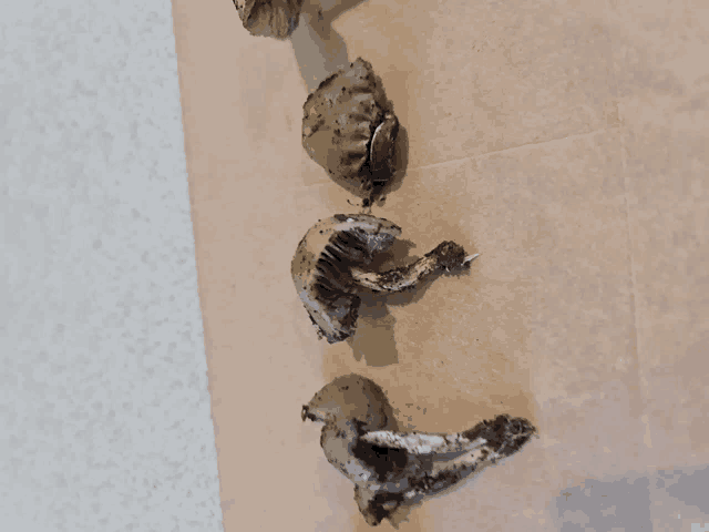 a group of mushrooms are lined up on a piece of paper