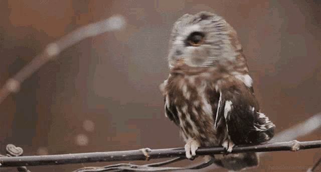 a brown and white owl perched on a branch with the words headlikeanorange written below it
