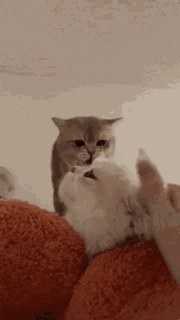 Cat Angry GIF - Cat Angry Meow GIFs