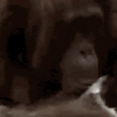 Orangutan Julia Roberts GIF - Orangutan Julia Roberts In The Wild GIFs