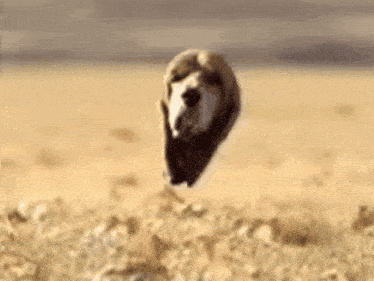 a sheep is jumping in the air in the desert