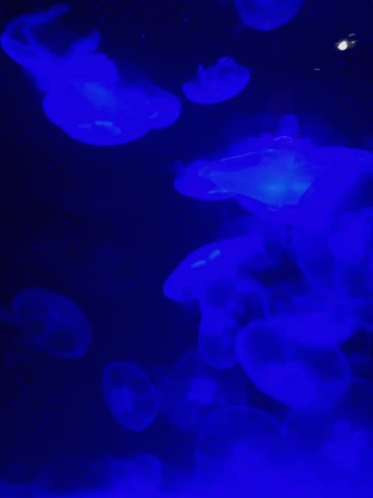 Jellyfish Monterey GIF - Jellyfish Monterey Bay GIFs